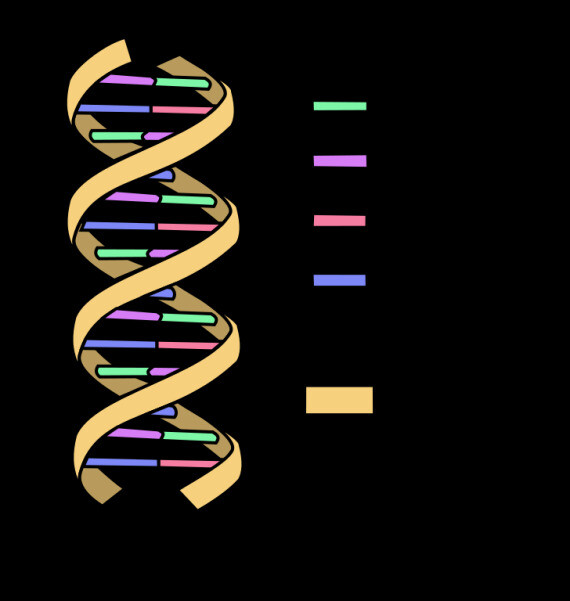 Cấu trúc phân tử DNA. Nguồn ảnh: Lumen Learing