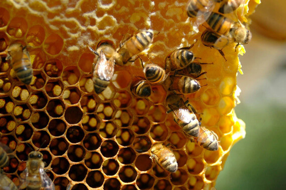 Nuôi ong lấy mật