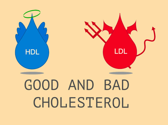 HDL và LDL (Nguồn ảnh: Gen Physic)