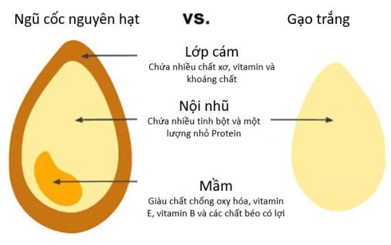 Gạo trắng đã được loại bỏ lớp cám và mầm (nguồn ảnh: heathline.com)