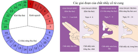 Theo dõi độ dài chu kỳ kinh và chất nhầy cổ tử cung ở những người có kinh nguyệt đều. Nguồn ảnh: Pinterest, http://www.hyphenpharmacy.com/