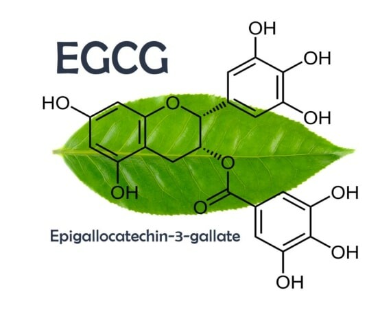 EGCG là chất chống oxy hóa trong trà xanh. Nguồn: worldteanews.com