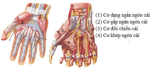 Có hai nhóm cơ trên bàn tay gồm nhóm cơ ngoại lai và nhóm cơ nội tại 