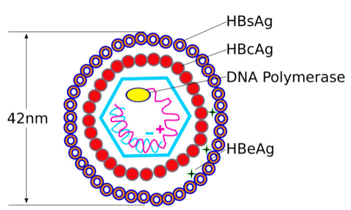 Virus viêm gan B chứa một vỏ ngoài và một lõi bên trong. (nguồn: vi.wikipedia.org)