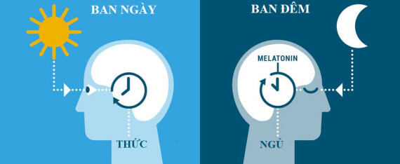 Đồng hồ sinh học giúp cơ thể hình thành thói quen thức ngủ đúng giờ. Nguồn ảnh: Sleepdynamics.com