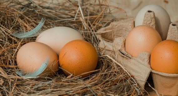 Trứng là nguồn cung cấp nhiều chất dinh dưỡng liên quan đến sức khỏe não bộ (nguồn ảnh: https://www.holidayscalendar.com/)