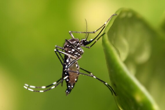 Muỗi vằn Aedes Aegypti