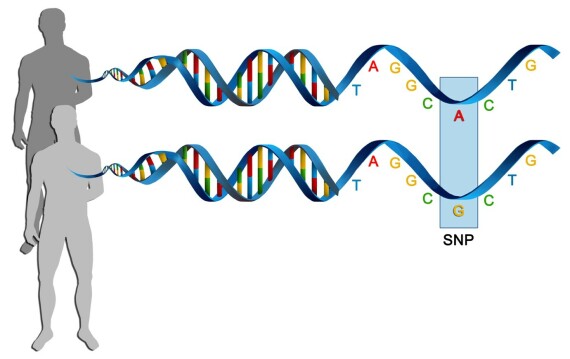 Nucleotid đa hình đơn (SNP) . Nguồn ảnh: Socratic 