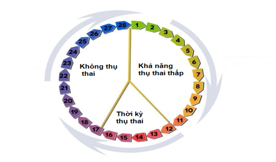 Cửa sổ thụ thai (nguồn www.essexmums.com/)