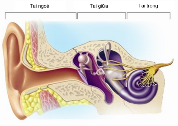 Sơ đồ tai ngoài, tai giữa và tai trong (Nguồn: hearingaidstoronto.com).