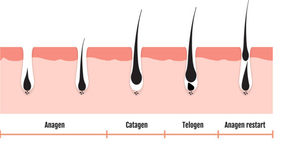 Tóc/lông trải qua 3 giai đoạn phát triển: anagen, catagen, telogen. (nguồn: vectorstock.com)