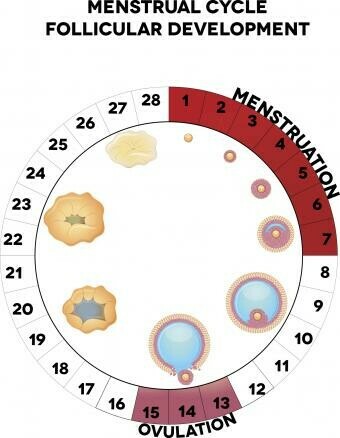 Liên quan giữa chu kì kinh nguyệt và sự phát triển của trứng, thời điểm rụng trứng (ovulation) và thời điểm hành kinh (menstruation). Nguồn ảnh: Pregnancy.lovetoknow.com
