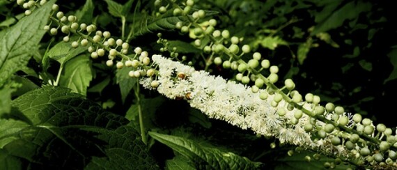 Black cohosh giúp bổ sung estrogen (Nguồn ảnh từ Chopra).