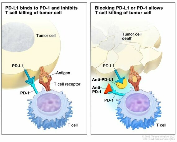 Chất ức chế điểm kiểm tra miễn dịch. Các protein điểm kiểm soát, chẳng hạn như PD-L1 trên tế bào khối u và PD-1 trên tế bào T, giúp kiểm soát các phản ứng miễn dịch. Sự liên kết của PD-L1 với PD-1 ngăn các tế bào T giết chết các tế bào khối u trong cơ thể (bảng bên trái). Việc ngăn chặn sự liên kết của PD-L1 với PD-1 bằng chất ức chế điểm kiểm soát miễn dịch (chống PD-L1 hoặc chống PD-1) cho phép tế bào T tiêu diệt tế bào khối u (bảng bên phải).