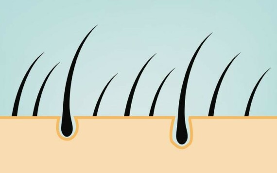 Hair Follicles: The Complete Structure, Functions & Related Diseases –  SkinKraft