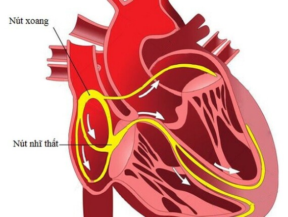 Các tín hiệu điện sinh lý trong tim (Nguồn: https://benhvienthucuc.vn/)