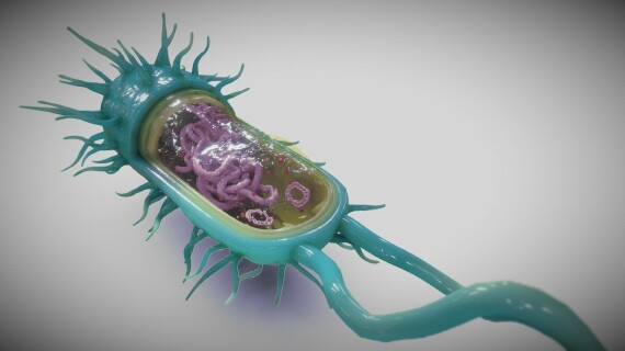 Tế bào vi khuẩn không có nhân, nguồn ảnh sketchfab.com