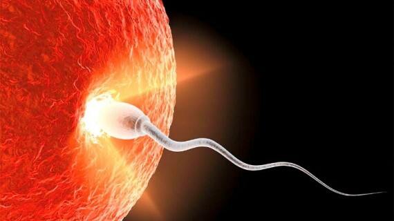 Khi trứng được thụ tinh tạo thành hợp tử, hợp tử sẽ vừa phân chia vừa di chuyển về phía buồng tử cung và làm tổ ở đó. Nguồn ảnh: health howstuffworks