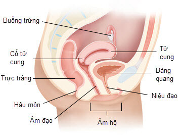 Hướng dẫn vệ sinh vùng kín đúng cách, khoa học cho chị em: Xử lý mùi hôi, khí hư, thụt rửa... - Ảnh 1