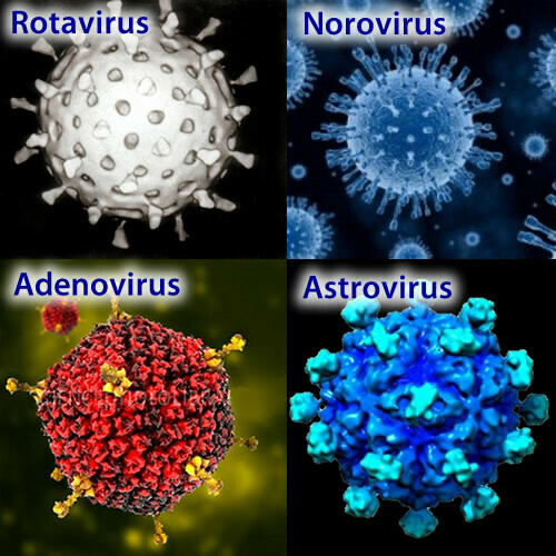Các loại virus phổ biến gây bệnh cúm dạ dày.Nguồn ảnh: sp.depositphotos.com 