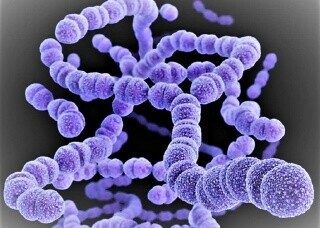 Streptococcus nhóm A có thể gây viêm họng với biến chứng nghiêm trọng (nguồn ảnh Bcare)