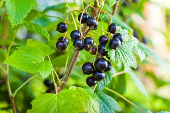 How To Grow Blackcurrants - Care & Growing | Horticulture™