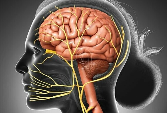 Các dây thần kinh sọ thoát ra từ sọ não (nguồn: https://www.medicinenet.com/)
