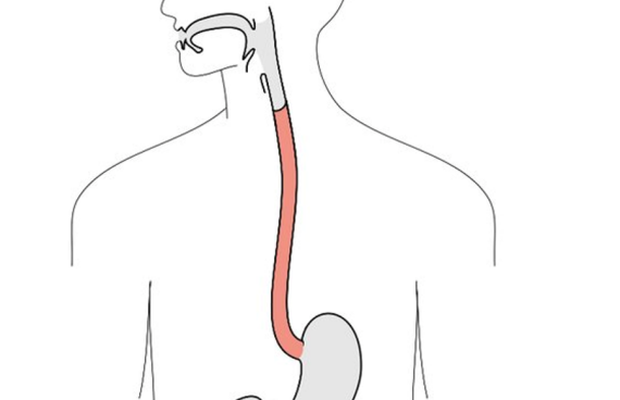 Thực quản là một ống hẹp (đường màu đỏ trong hình) nối khoang miệng tới dạ dày.Nguồn ảnh: twitter.com