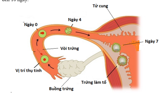 Minh họa quá trình trứng đã thụ tinh di chuyển từ vòi trứng đến buồn tử cung làm tổ (nguồn: https://ib.bioninja.com.au)