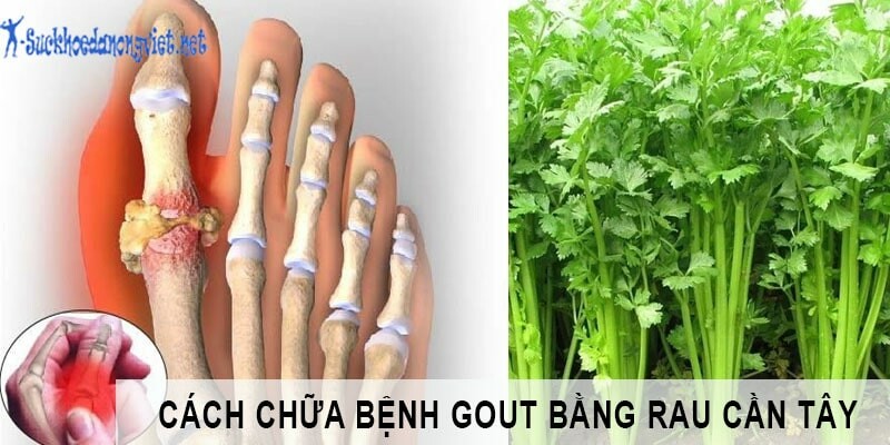 Tác dụng điều trị bệnh gút của cây cần tây - Ảnh 2