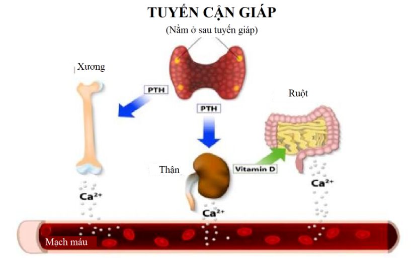 Tuyến cận giáp sản xuất hormone PTH để điều hòa nồng độ canxi máu. Nguồn ảnh: Thehealthsite.com