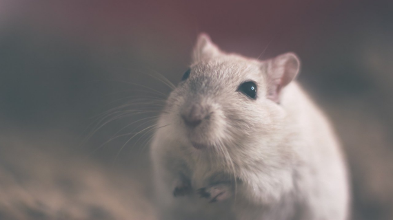 Các loài động vật gặm nhấm như chuột là vật chủ trung gian truyền bệnh. Nguồn ảnh: medicalxpress.com