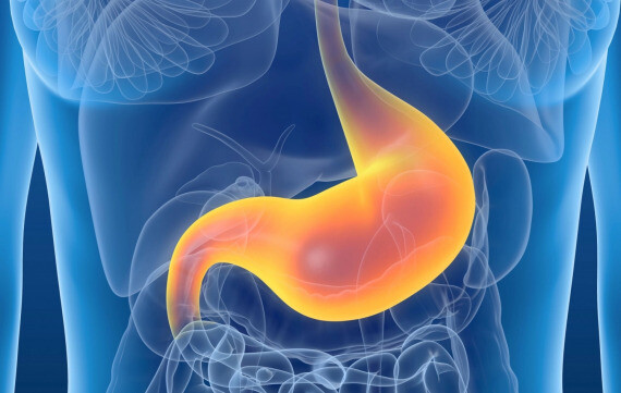 Dạ dày (bao tử) là đoạn có kích thước lớn nhất của ống tiêu hóa. (nguồn: askthescientists.com)