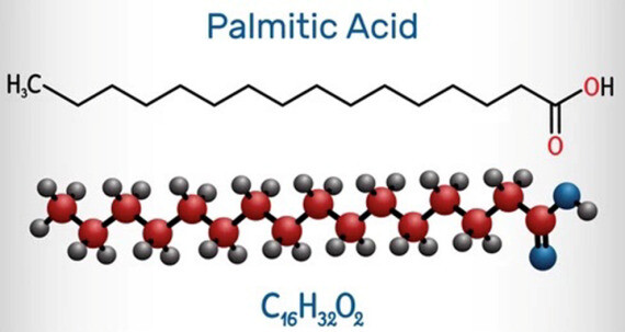 Acid palmitic, một acid béo chuỗi dài, nguồn ảnh shutterstock.com