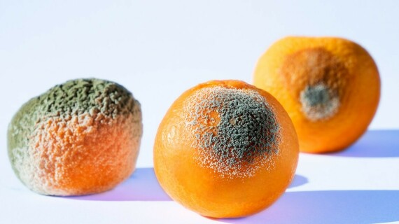 Nấm mốc phát triển trên quả cam