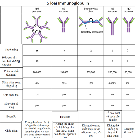 Hình 1: các loại Imunoglobulin (nguồn:openstax.org/books/anatomy-and-physiology