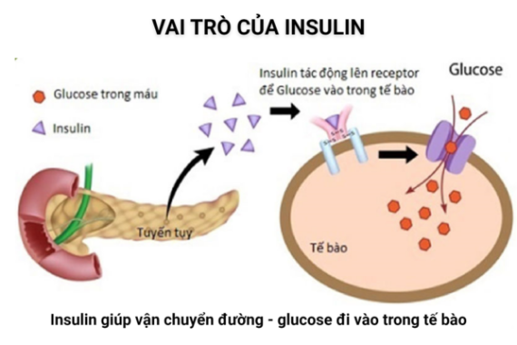  Insulin giúp vận chuyển đường vào trong tế bào. Nguồn: https://eatsy.vn/