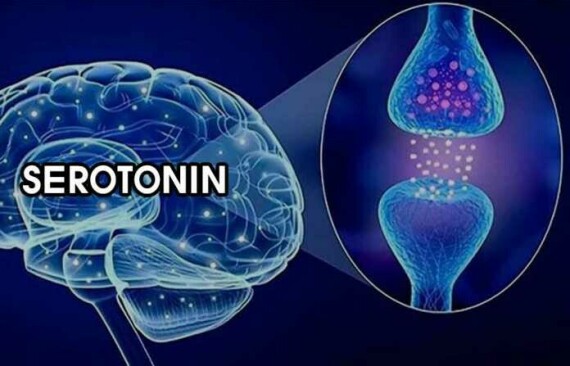 Serotonin là chất dẫn truyền thần kinh trung ương và ngoại vi. Nguồn ảnh: Pinterest
