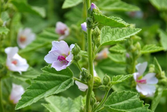 Cây marshmallow (Nguồn ảnh Gaia Herbs)