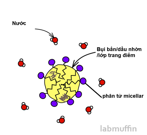 Cơ chế hoạt động của micellar: phân tử micellar phân cắt dầu nhờn và nước rửa trôi chúng (Nguồn ảnh: labmuffin)