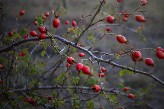 Hoa tầm xuân là chứa nhiều hợp chất chống oxy hóa và chống viêm | Nguồn ảnh: Unsplash