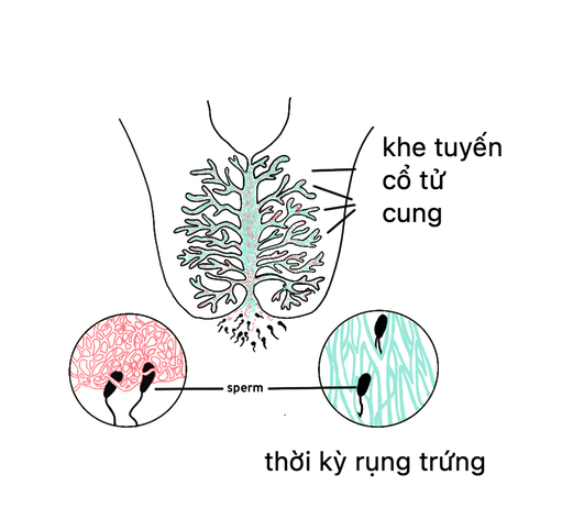 Khí hư quanh thời điểm rụng trứng dai hơn và có thể kéo giãn tạo kênh cho tinh trùng dễ dàng đi qua. (nguồn ảnh: proovtest.com)