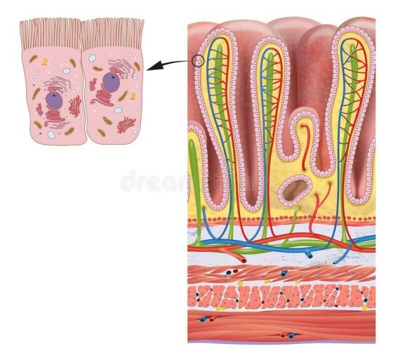 Bề mặt niêm mạc dạ dày có các hốc nối thông với các tuyến dạ dày, thành các tuyến có các tế bào chế tiết. Theo nguồn: dreamstime.com