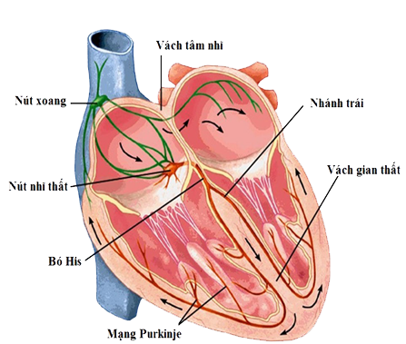 Hệ thống dẫn truyền điện thế trong tim