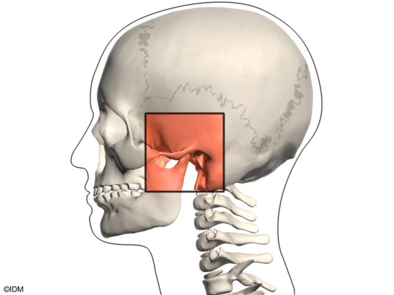 Khớp thái dương hàm là khớp kết nối giữa xương hàm dưới với hộp sọ phía trên. (nguồn: oceanviewdentalcare.com)
