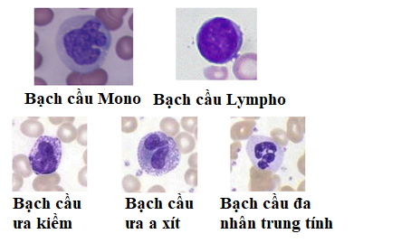 5 loại bạch cầu. Nguồn ảnh: study