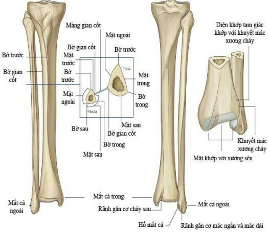 Giải phẫu xương chày và xương mác