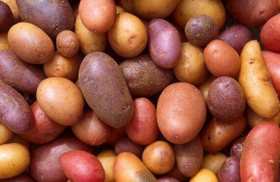 Các loại khoai tây màu đỏ có chứa hàm lượng chất chống oxy hòa cao. Nguồn ảnh: en.wikipedia.org