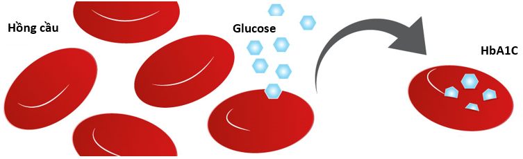 Sự hình thành HbA1C trong máu