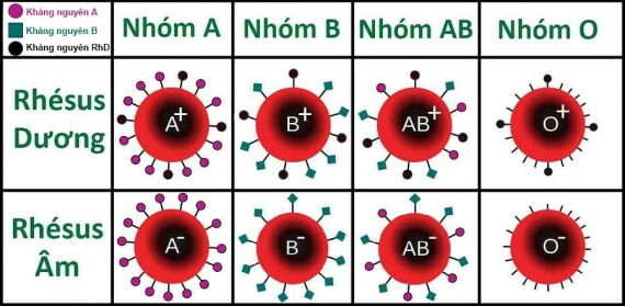 Cơ chế xác định nhóm máu theo hệ thống nhóm máu ABO và Rh
